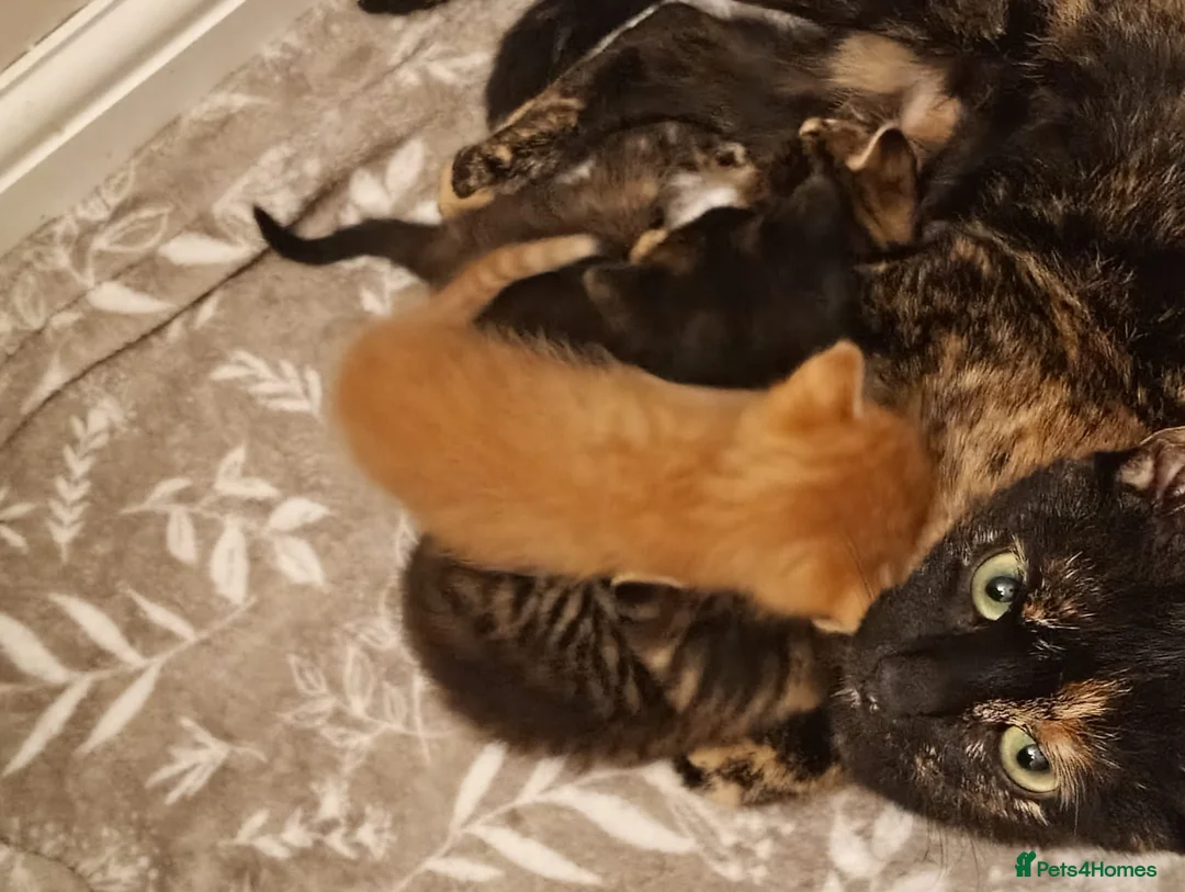 Mixed Breed cats for sale: Playful Kittens - Advert 1