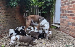 Mixed Breed dogs for sale: Welsh Collie/Border Collie puppies for sale - Image 1