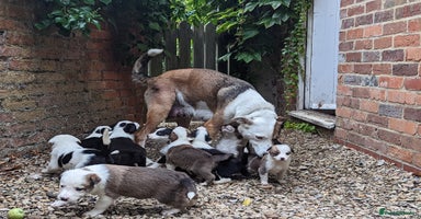 Mixed Breed dogs - Advert 2
