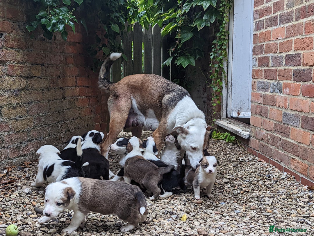 Mixed Breed dogs for sale: Welsh Collie/Border Collie puppies for sale - Image 1