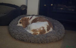 Beagle dogs for sale: Lemon Beagle - Advert 4