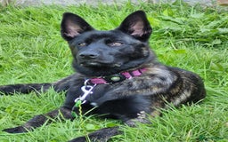 Belgian Shepherd Dog dogs for sale: Bonnie, 7 month old Belgian Malinois  - Image 4