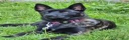 Belgian Shepherd Dog dogs for sale: Bonnie, 7 month old Belgian Malinois  - Advert 4