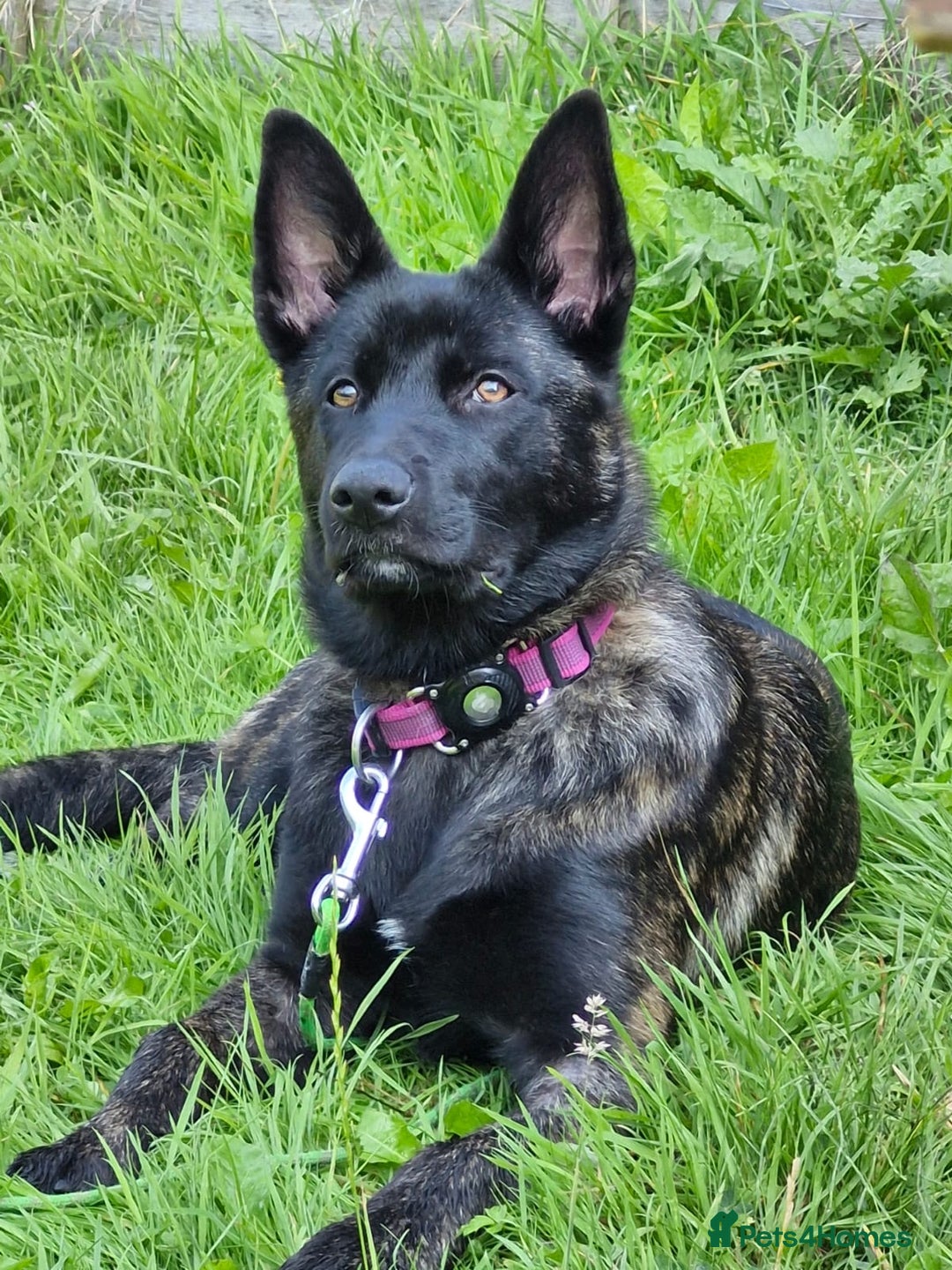Belgian Shepherd Dog dogs for sale: Bonnie, 7 month old Belgian Malinois  - Image 4