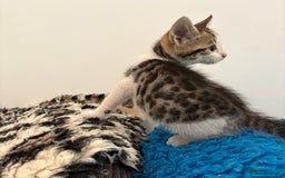 Bengal cats for sale: Stunning Bengal Kittens - Image 10