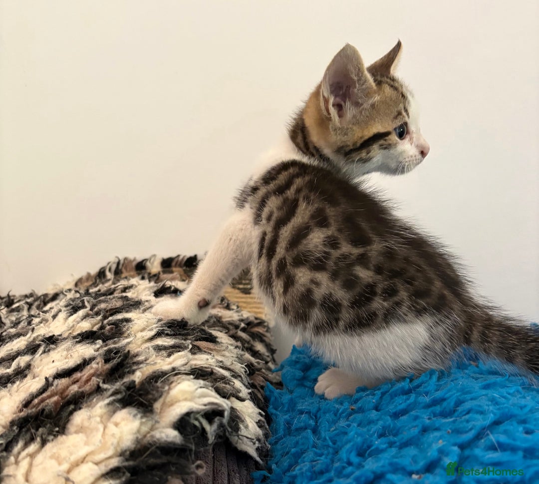 Bengal cats for sale: Stunning Bengal Kittens - Image 10