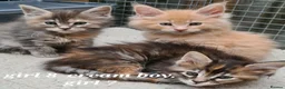 Maine Coon cats for sale: Pedigree tica mainecoon kittens - Advert 12