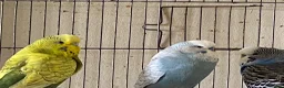 Budgerigars birds for sale: 5 Budgies for sale  - Advert 11