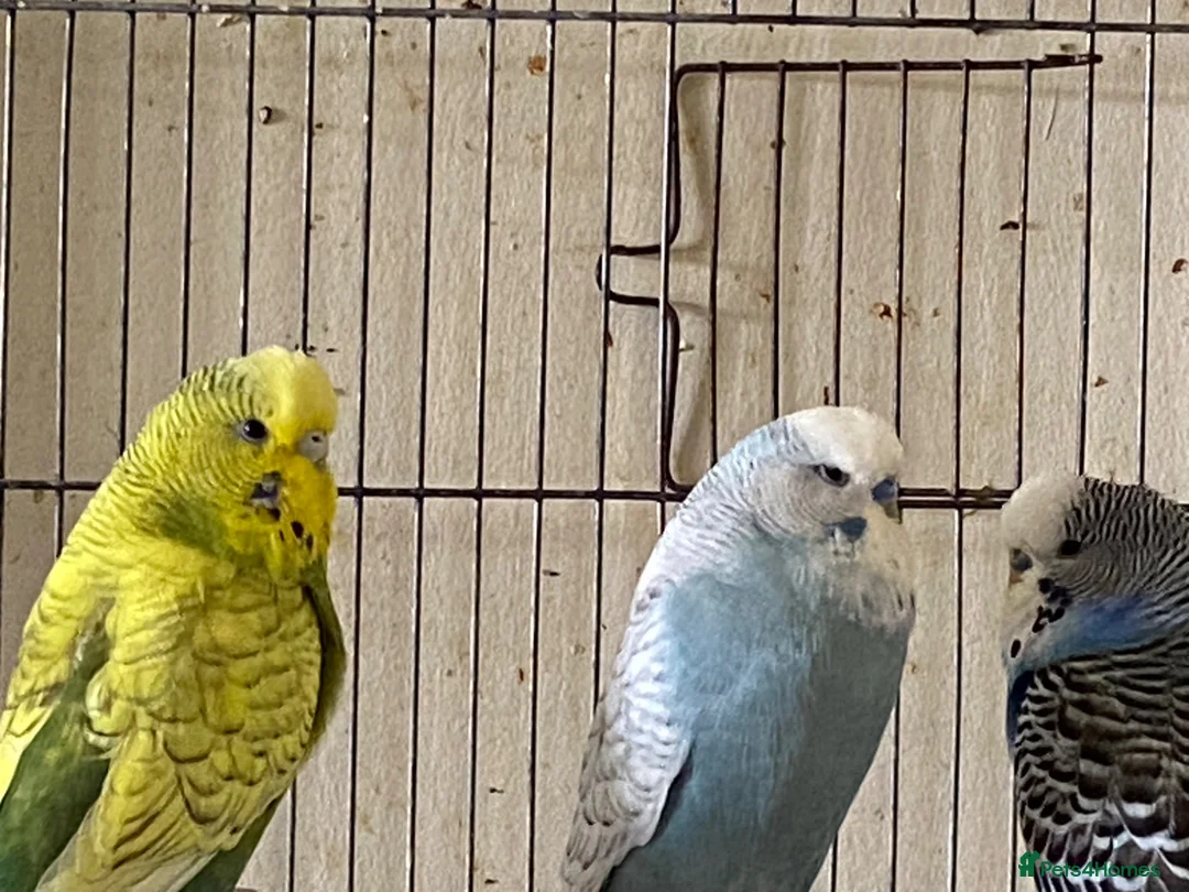 Budgerigars birds for sale: 5 Budgies for sale  - Advert 11