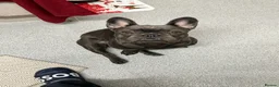 French Bulldog dogs for sale: Beautiful 3 year old French Bulldog Male in Wolverhampton - Advert 4