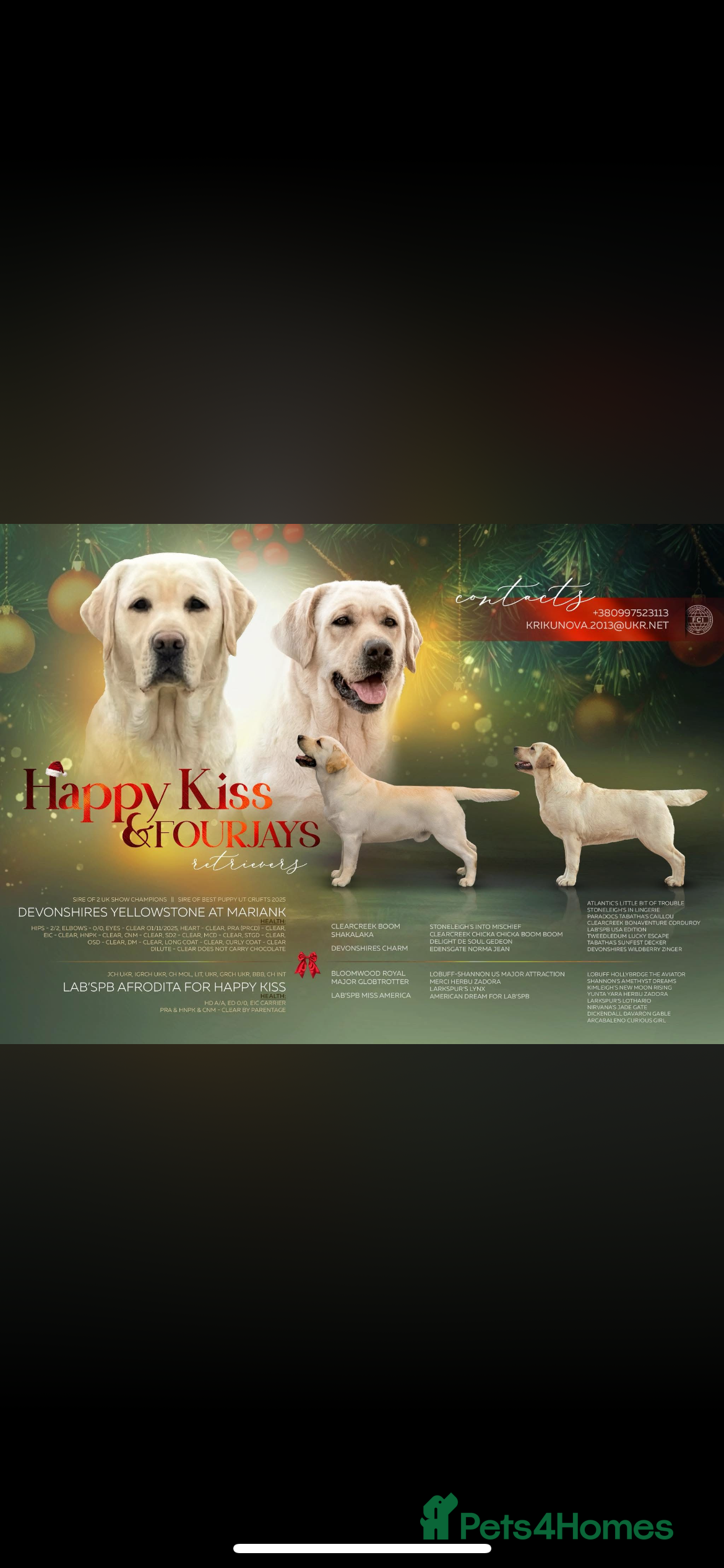 Labrador Retriever dogs Beautiful quality litter  - Advert 8