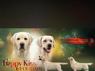Labrador Retriever dogs Beautiful quality litter - Advert 8