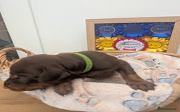 Dobermann dogs for sale: Stunning Dobermann puppies in Nottingham - Image 34