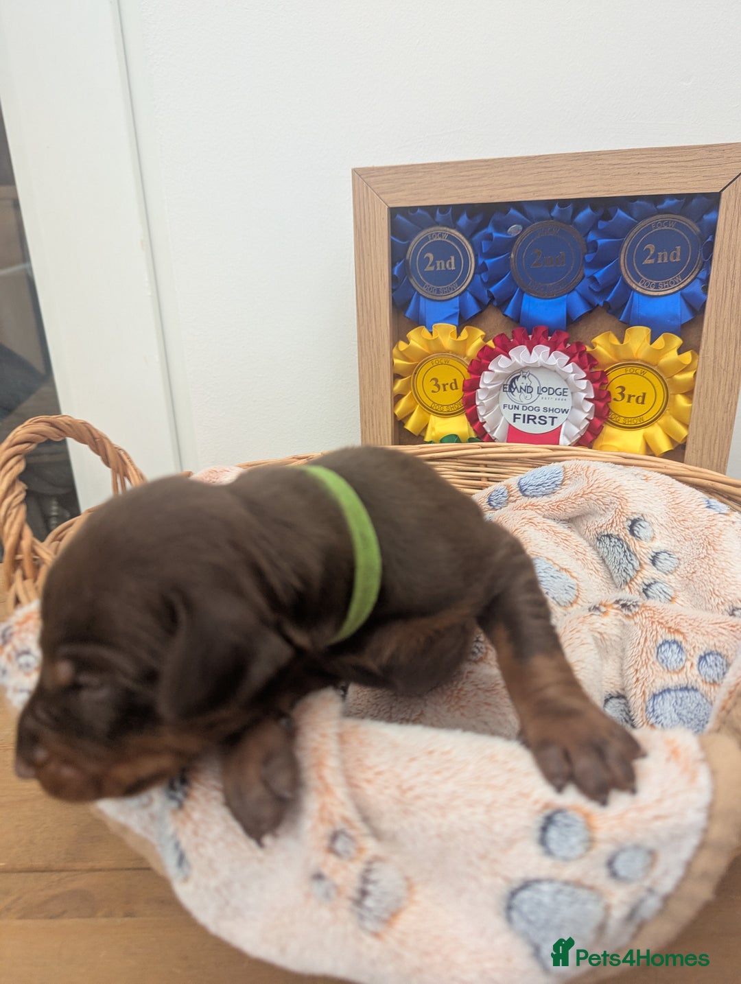 Dobermann dogs for sale: Stunning Dobermann puppies in Nottingham - Image 34
