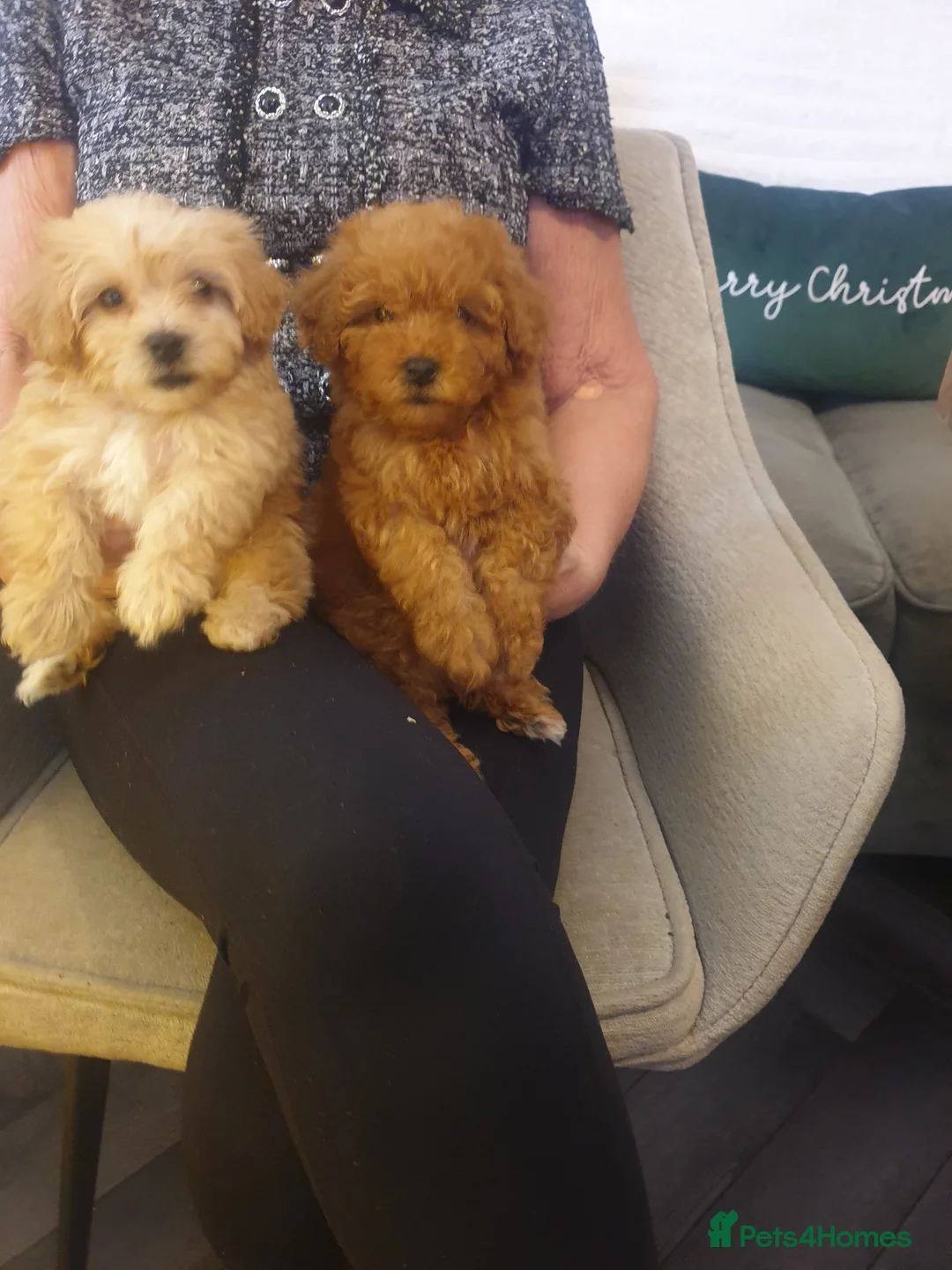 Maltipoo dogs for sale: 2 boys - Advert 13