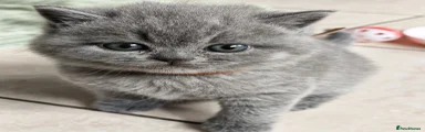 British Shorthair Brown