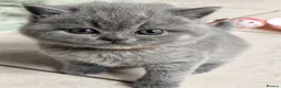 British Shorthair cats for sale: 2 Beautiful BSH Ready to Leave - GCCF Registered - Advert 8
