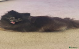 Pomeranian dogs for sale: KC, miniature Pomeranian - Image 5