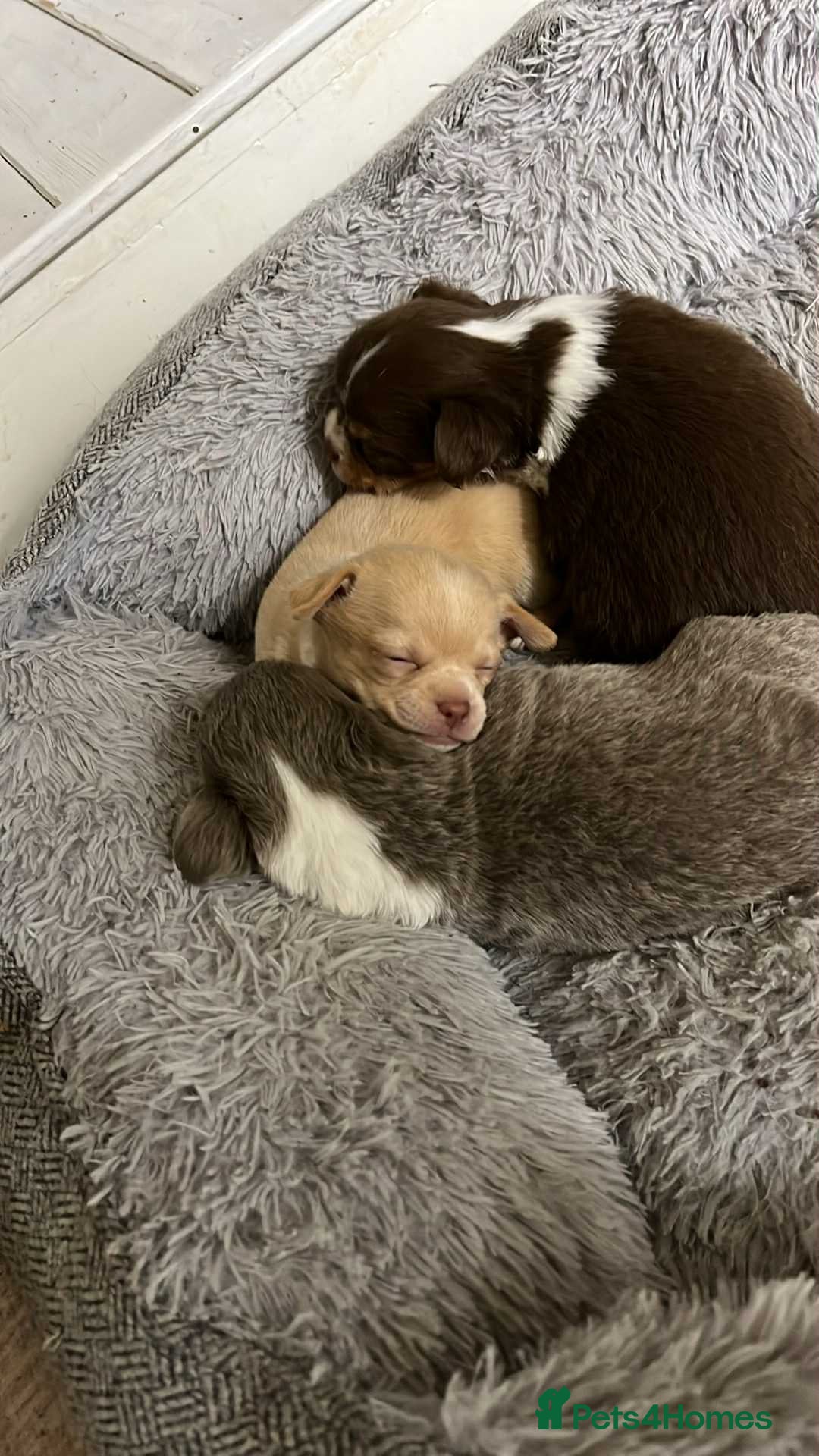 Chihuahua dogs for sale: chihuahua boy puppies  - Advert 1