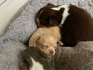 Chihuahua dogs chihuahua boy puppies - Advert 1