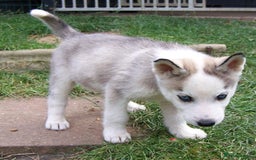 Siberian Husky dogs for sale: Siberian Husky puppies for sale ready now - Image 10