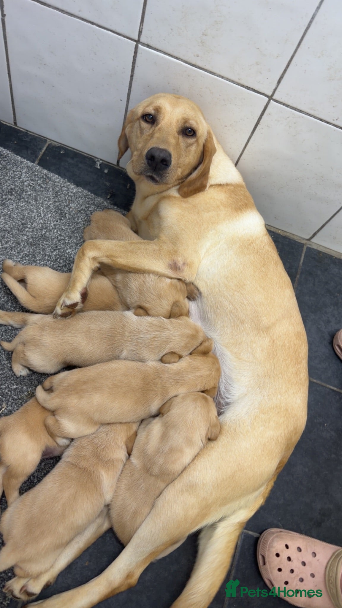 Labrador Retriever dogs Beautiful chunky Labrador pups  - Advert 2