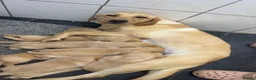 Labrador Retriever dogs for sale: Beautiful chunky Labrador pups  in Doncaster - Advert 9