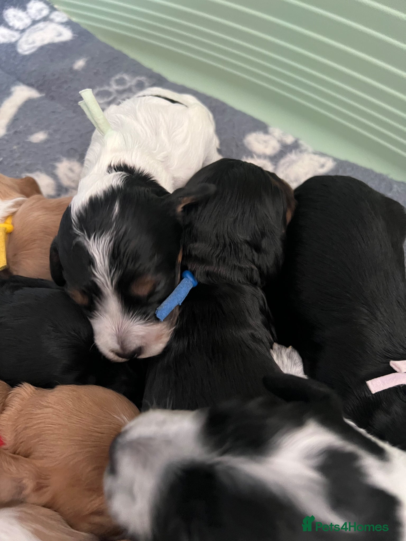 Cockapoo dogs F1B Cockerpoo Puppies - Advert 2