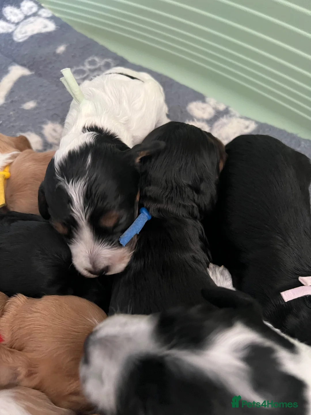 Cockapoo dogs for sale: F1B Cockerpoo Puppies - Advert 2