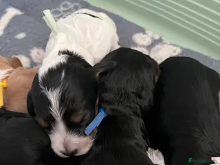 Cockapoo dogs F1B Cockerpoo Puppies - Advert 8