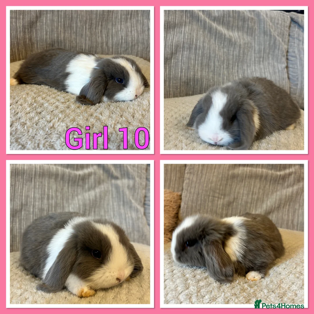 Mini Lop rabbits for sale: Mini lop babies  - Advert 1