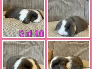 Mini Lop rabbits Mini lop babies - Advert 2