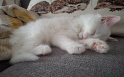 Persian cats for sale: Beautiful Nine week old Turkish Angora Female - Image 6