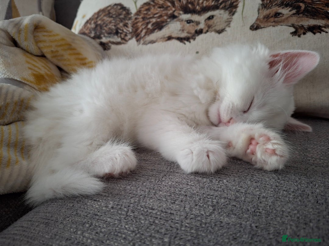 Persian cats for sale: Beautiful Nine week old Turkish Angora Female - Image 6