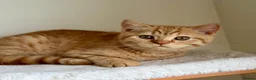 British Shorthair cats for sale: Last boy cute and playful TICA registered  - Advert 24