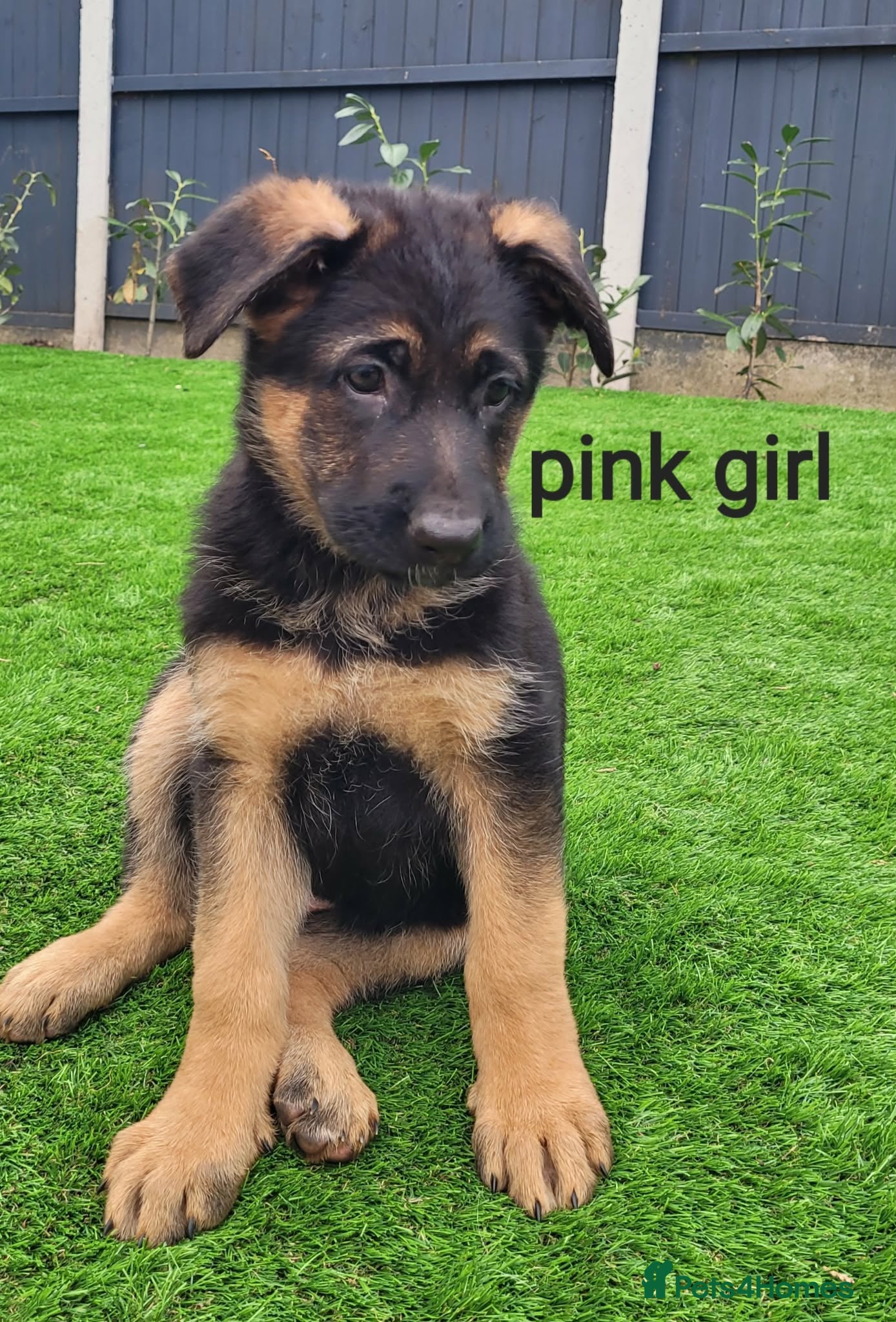 German Shepherd dogs for sale: 4 generation German shepard (shorthair) - Advert 1