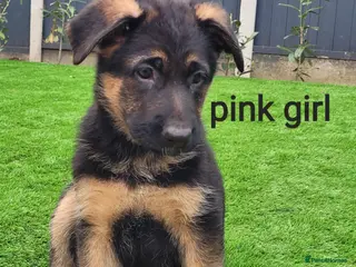 German Shepherd dogs 4 generation German shepard (shorthair) - Advert 2