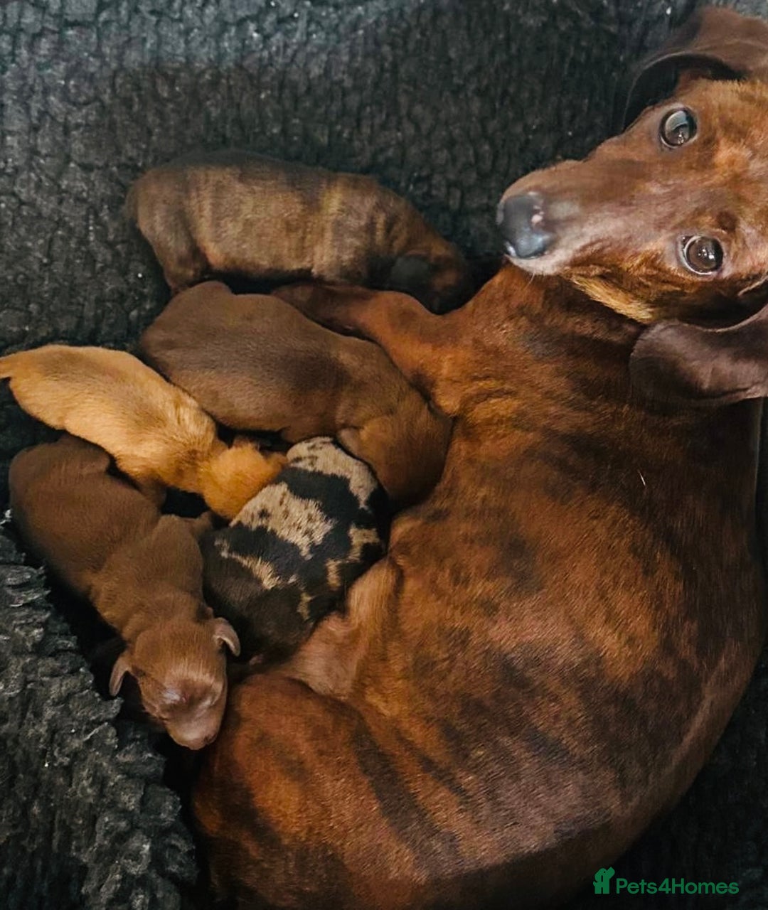 Miniature Dachshund dogs for sale: Miniature Brindle and Dapple Dachshunds  - Image 2