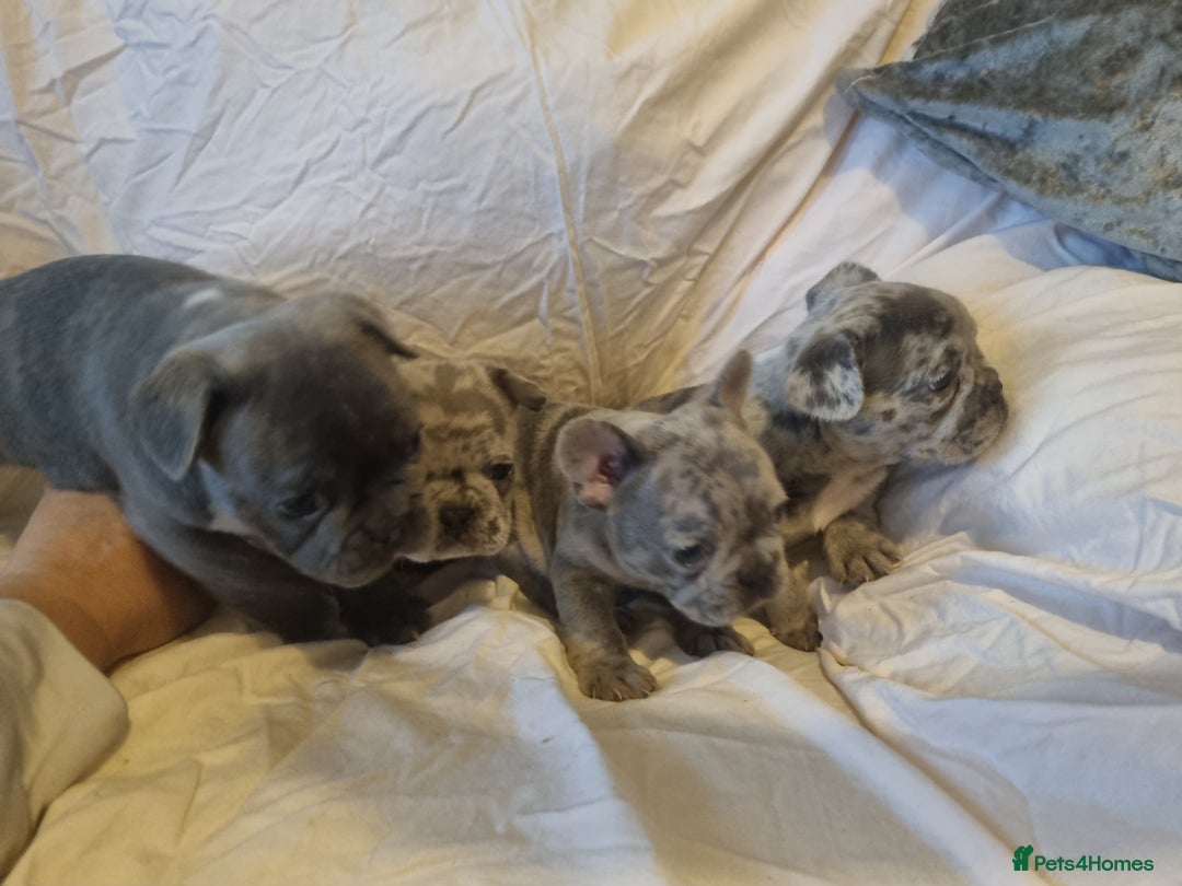 French Bulldog dogs for sale: Stunning litter of merle frenchies - Advert 2