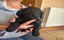 Mixed Breed dogs for sale: Male Australian Labradoodles  - Image 13
