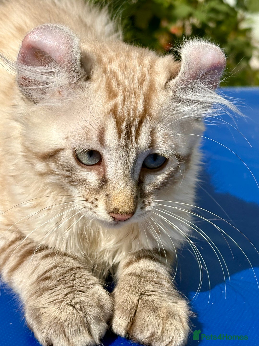 Keetso cats for sale: Stunning polydactyl longhaired snow leopard Keetso - Image 6