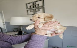 Cockapoo dogs for sale: 1 beautiful cockapoo girl - Image 3