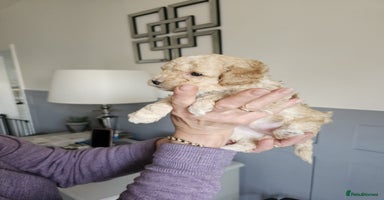 Cockapoo dogs - Advert 5