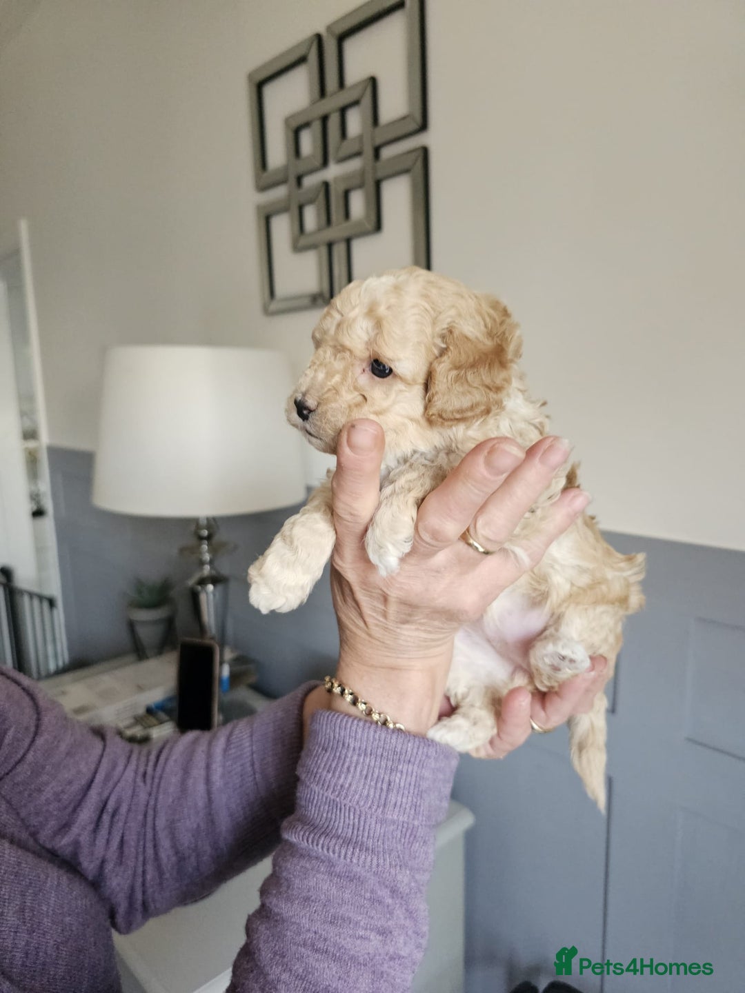 Cockapoo dogs for sale: 1 beautiful cockapoo girl - Image 3