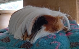Guinea Pig rodents for sale: Baby Boars Different Breeds/Young Adult Sheltie in Swadlincote - Image 8