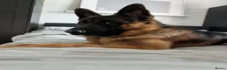 German Shepherd dogs for sale: Tucker - 6 year old GSD - Advert 2