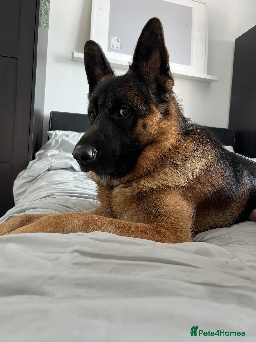 German Shepherd dogs for sale: Tucker - 6 year old GSD - Advert 2