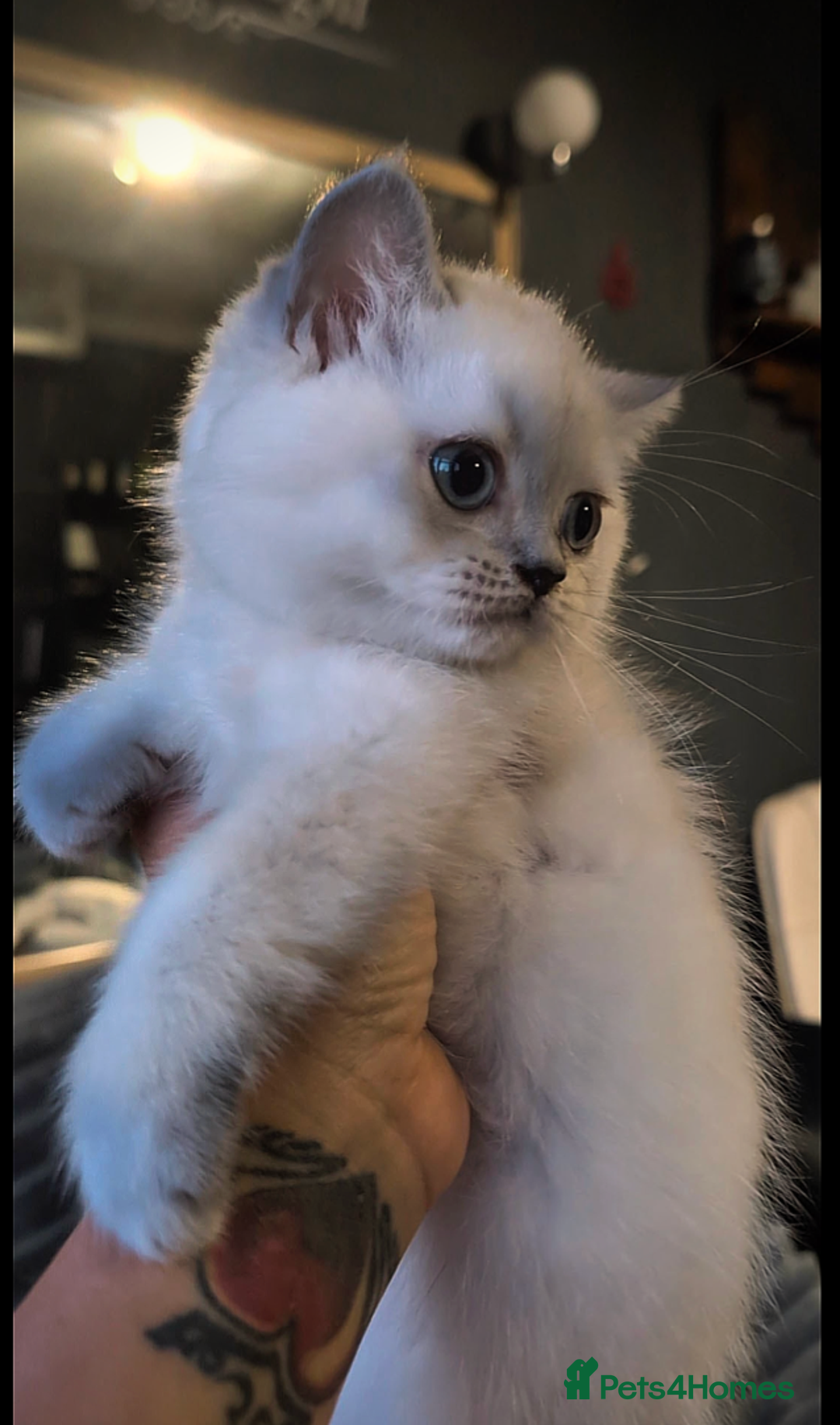 British Shorthair cats for sale: 💙❤️COLORPOINT 🐾BSH 🏆GCCF & TICA reg - Image 10