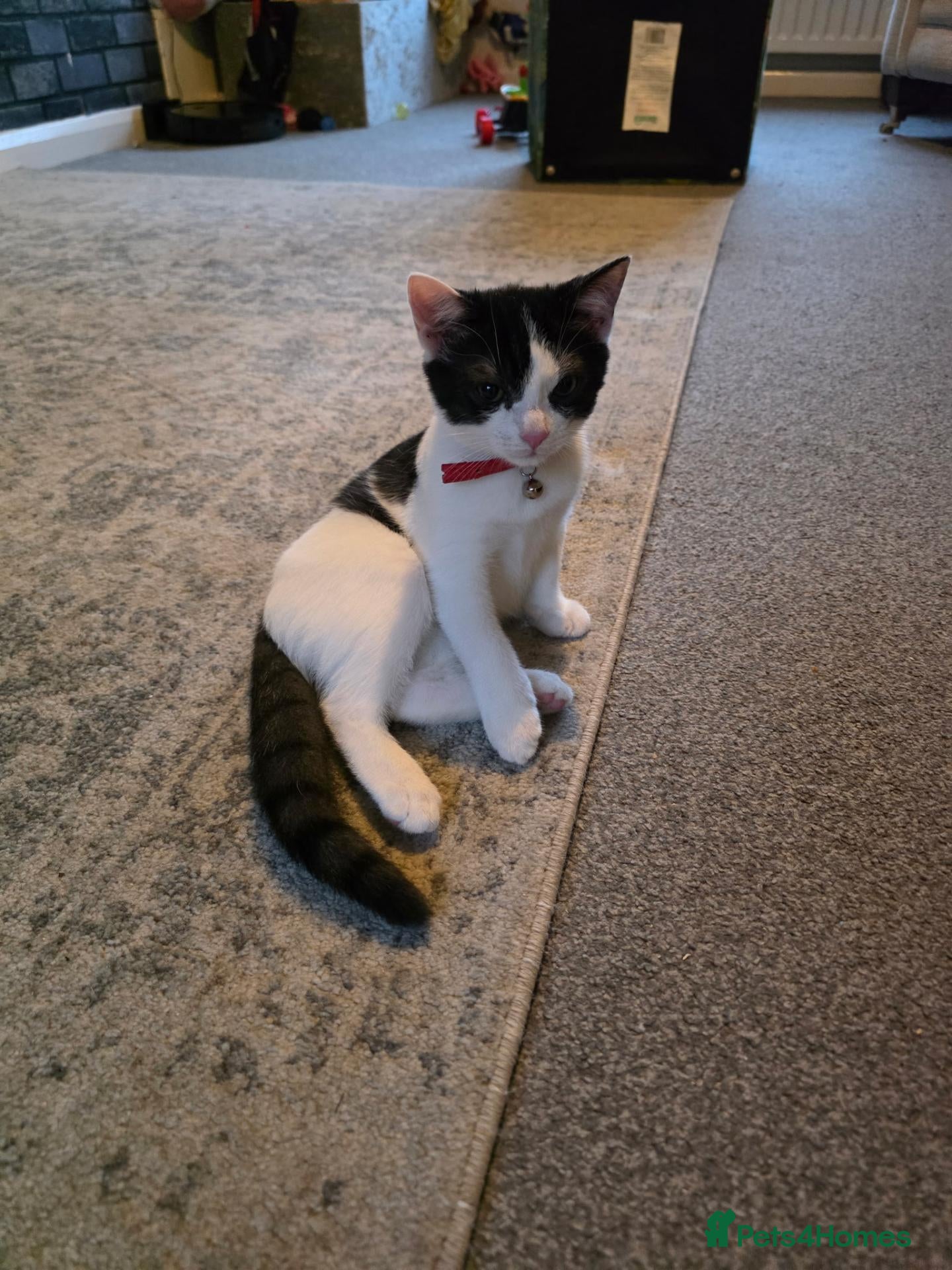 Mixed Breed cats for sale: Biscuit - Advert 12