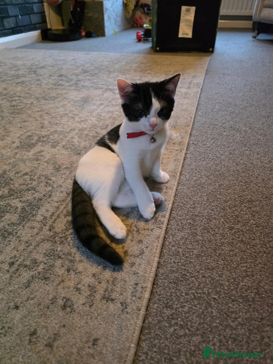 Mixed Breed cats for sale: Biscuit in Sheffield - Advert 1